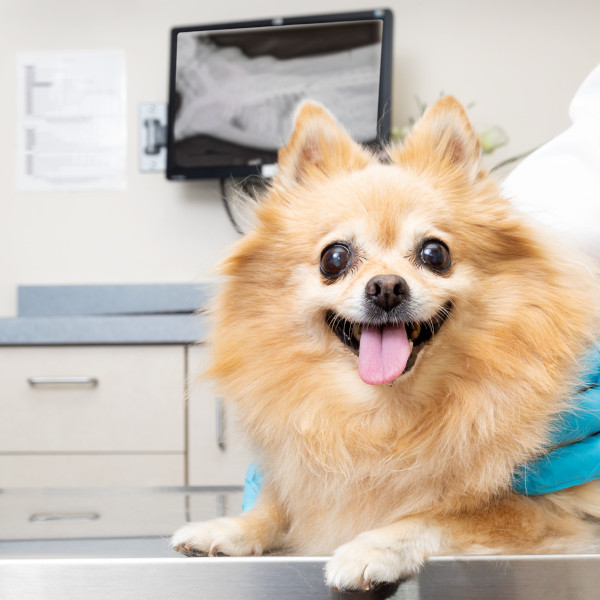 Orange Dog Getting Exam